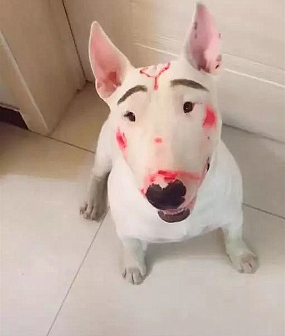 女儿和牛头梗独自在家竟把狗狗画成了如花孙红雷看了想打人