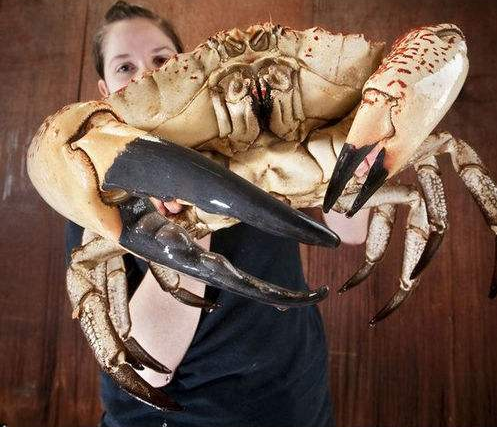 世界上最大的螃蟹图片图片