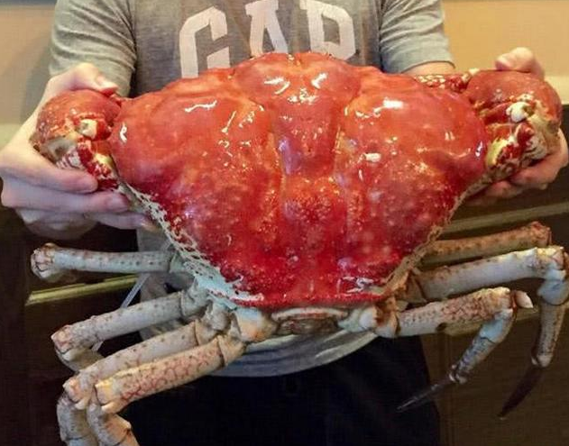 世界上最大的螃蟹,重量可达36公斤,能长到一米长!