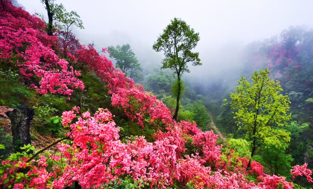 西泰山杜鹃花开游人如织游客直呼太美了