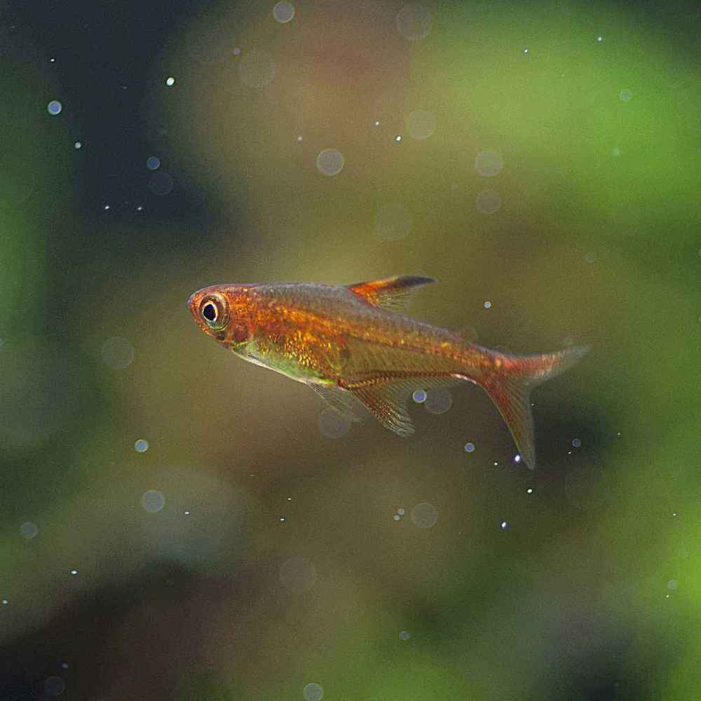 暗色天竺鲷喷火暗色天竺鲷又称喷火鱼,它们主要生活在印度洋中,是一种