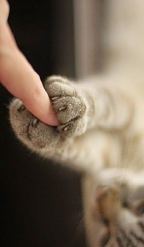 一二三牵着手铲屎官和猫牵手为何主子一定要把手放在最上面