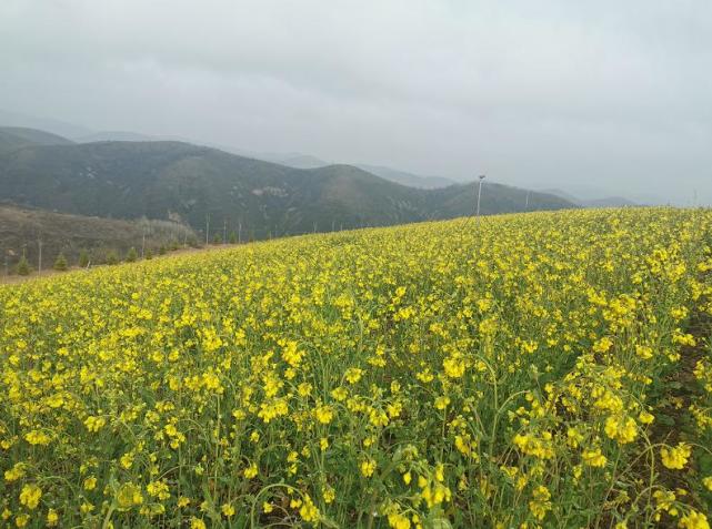 安塞南溝油菜花競相開放 遍地金黃不負明媚春光