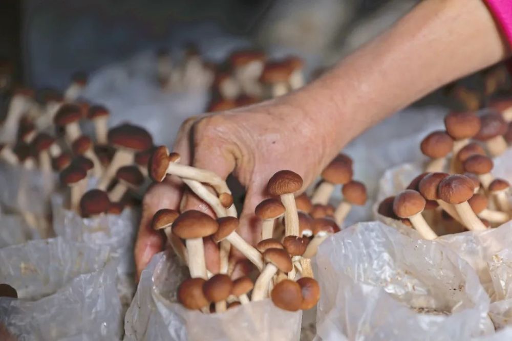 赤水:小小茶树菇撑开"致富伞"_腾讯新闻