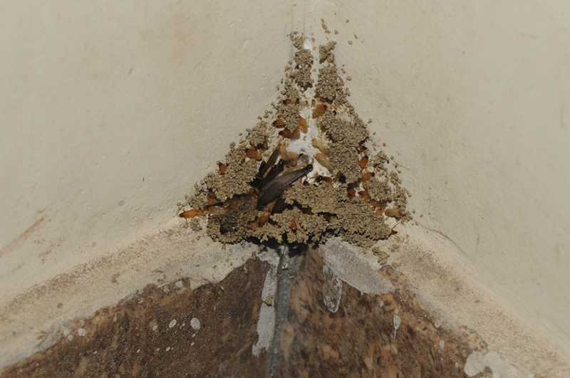 白蚁小科普蚁影踪现