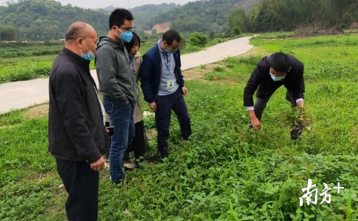 在英德市九龍鎮,河頭村,金雞村等村落有約80噸桑芽菜滯銷,英德市萬仔