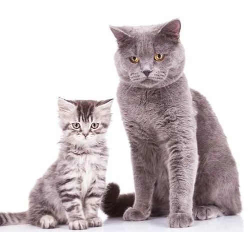 怎样将新来的小猫介绍给家里的大猫?