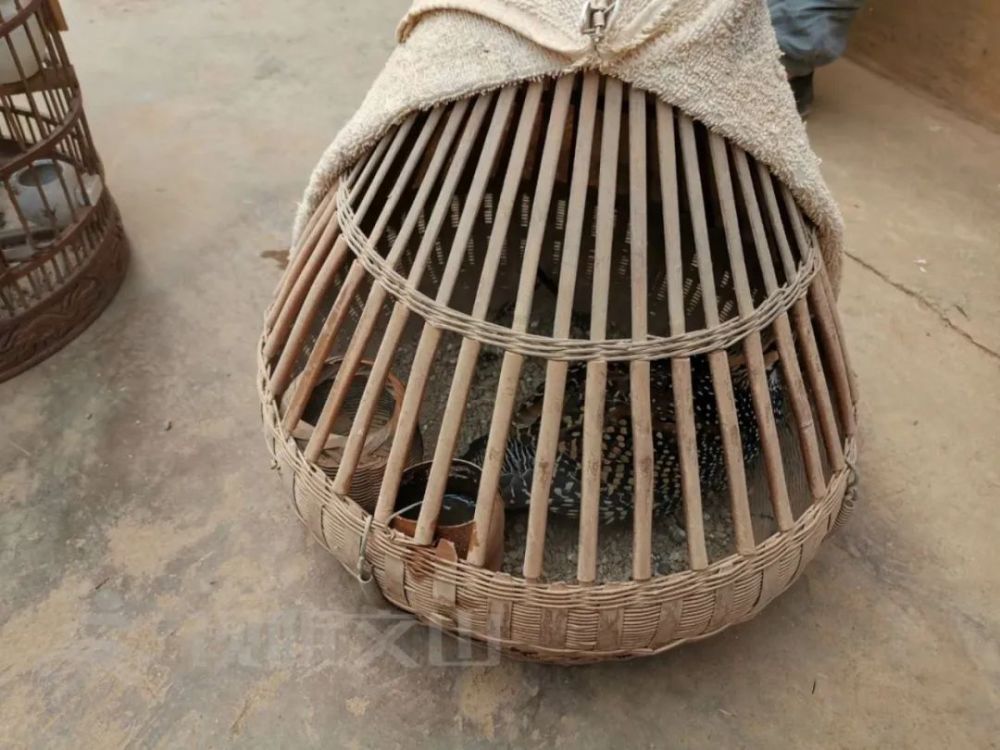 抖音上晒鸟等来的不是点赞而是警察