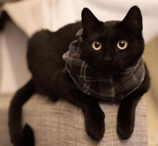 第一眼见到就喜欢上了,虽然说黑色的猫咪可能没有布偶猫那样仙女的