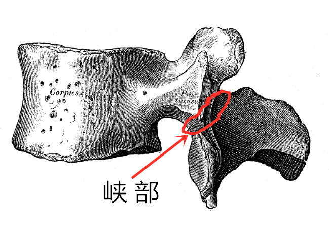椎体这五块积木要想摞的稳,就要靠有东西稳定着,而每两节腰椎之间的