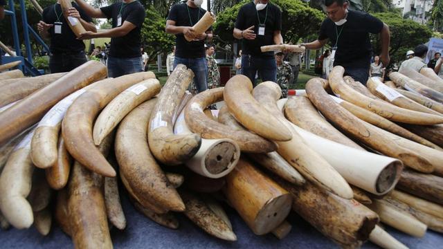 不过你要是现在去问非洲的大象,它们愿意不愿意长那两颗漂亮的象牙,我