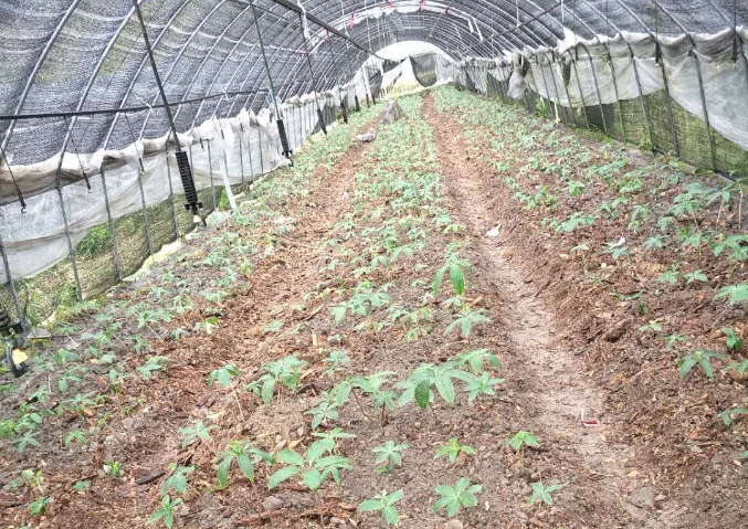 丽水道地中药材示范基地——庆元县林下种植华重楼示范基地