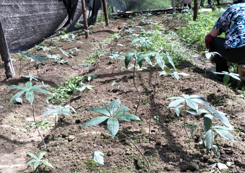 丽水道地中药材示范基地——庆元县林下种植华重楼示范基地