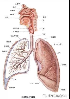 疫情之下,如何关爱我们的肺?