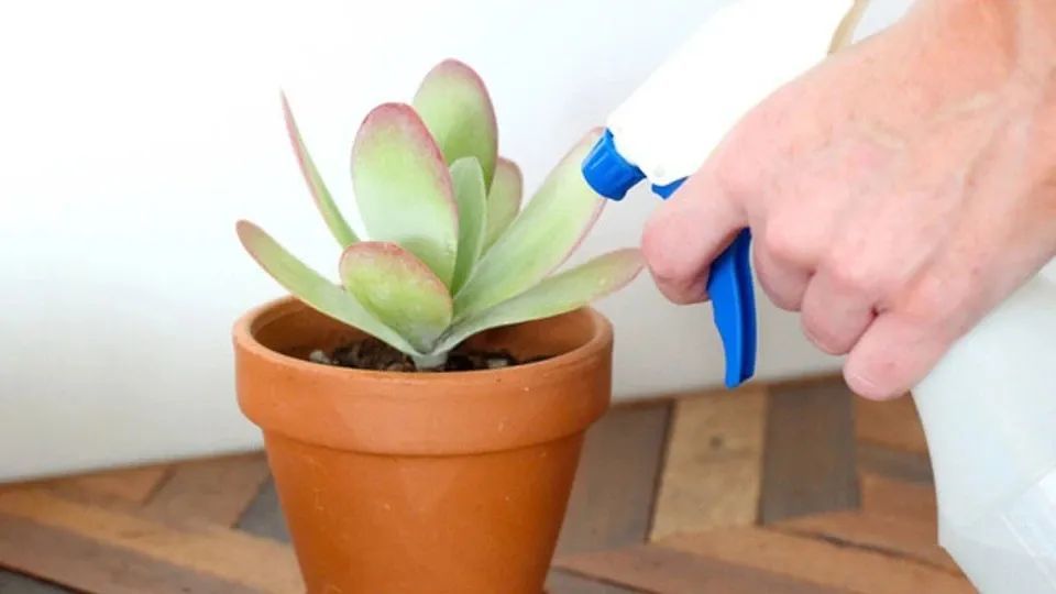 室内养多肉学会正确浇水 各种盆栽多肉品种都能养好 能不断繁殖 腾讯新闻