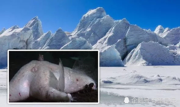 100保存完好潛水員在南極冰下發現巨型海洋生物是什麼