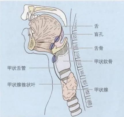 喉结图解图片