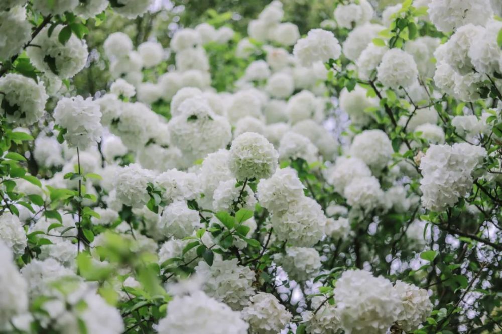萧山这片白色花海又成网红!你去过了吗?