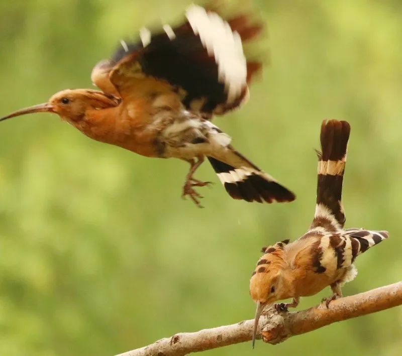 以色列國鳥戴勝,為何起名