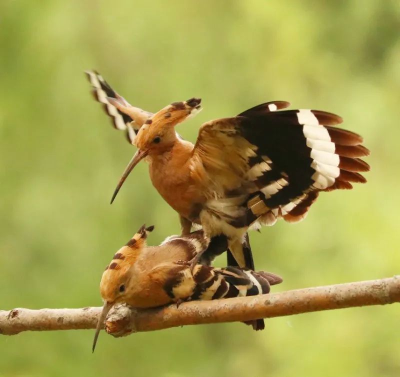 以色列國鳥戴勝,為何起名