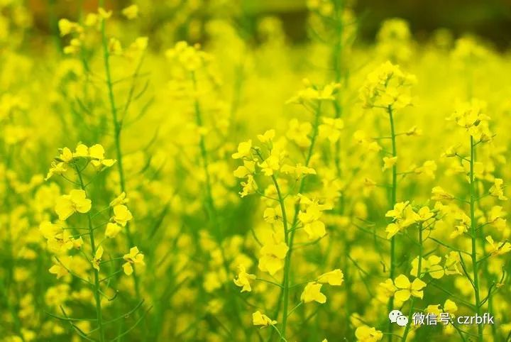 開距離近點,再近點像太陽用胸口貼近泥土選一塊向陽的坡地坐下來草色