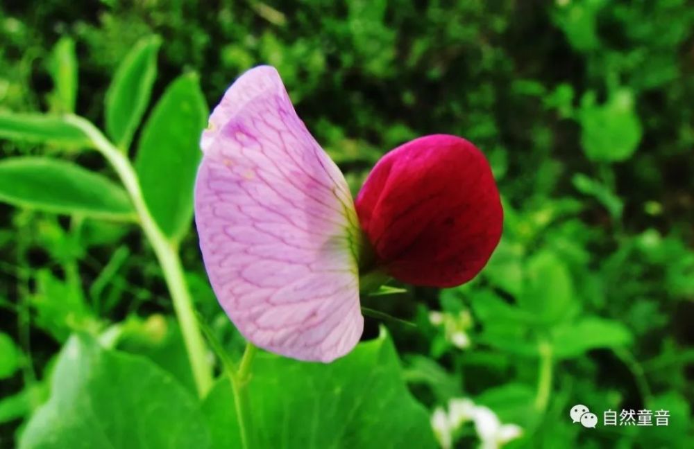 宋仁宗|宋仁宗忍饿 勤俭节约