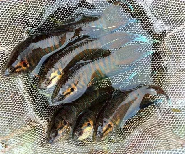 像彭皮婆,塘金皮,祺萨婆,奇杀波,菩萨鱼,都是这种鱼的别名,其实这种鱼