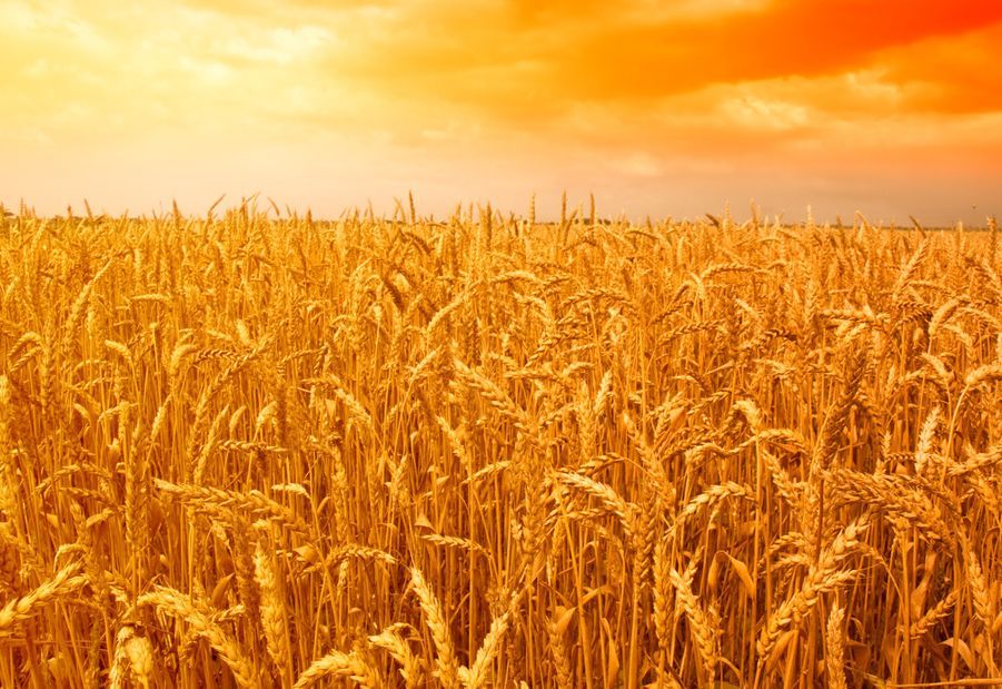 阿紫诗歌《父亲的麦地》,朗诵:阿紫