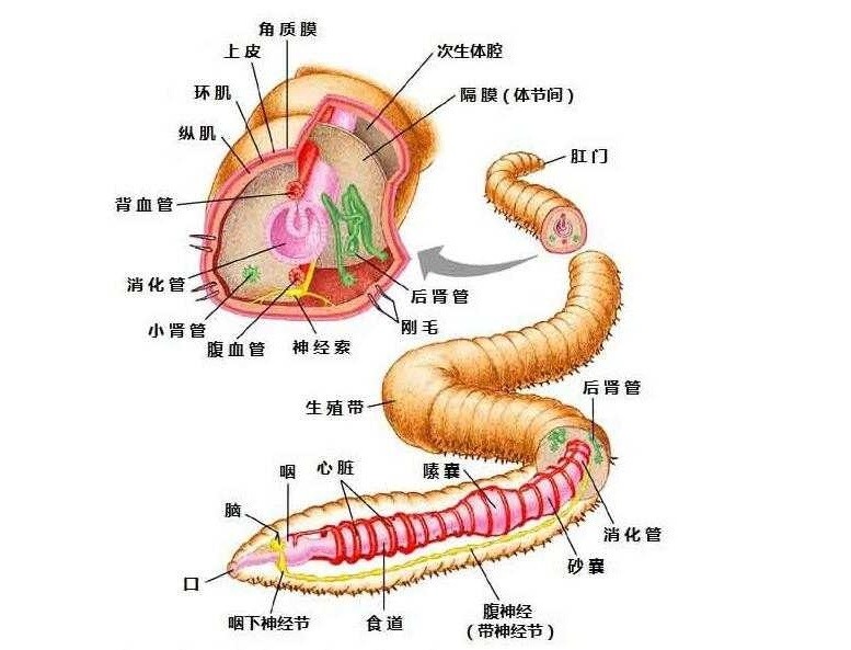 蚯蚓心脏图图片