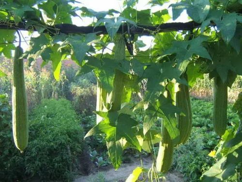 先养蔓后留瓜提高丝瓜精品瓜率