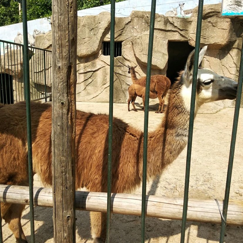 建议岳阳兴建一座动物园大家觉得建在哪里合适呢