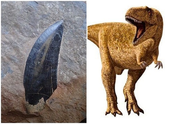 日本德岛出土恐龙牙齿化石,专家称或属于异特龙科恐龙!