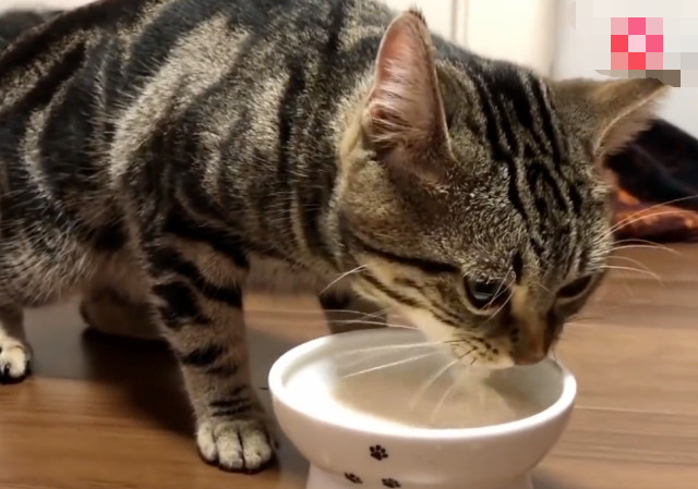 这只猫咪很喜欢喝牛奶,看到牛奶就喵喵叫,喝完以后还会发出满足的声音