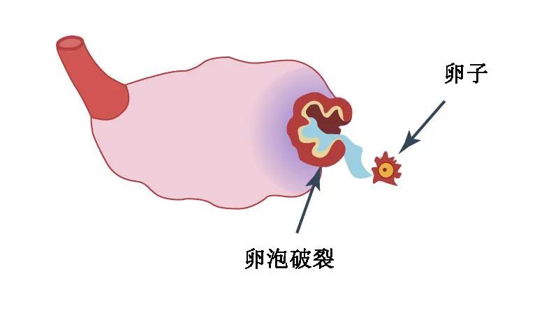 卵泡是怎么一步步长到那么大的呢?