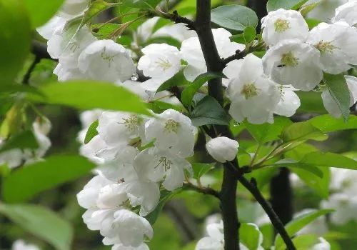 《東欄梨花》梨花淡白柳深青,柳絮飛時花滿城.