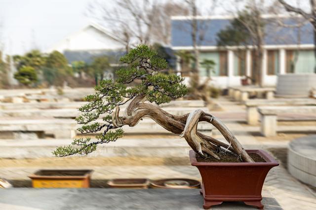 盆栽罗汉松 最吉祥的庭院主景树 可遇不可求 腾讯新闻