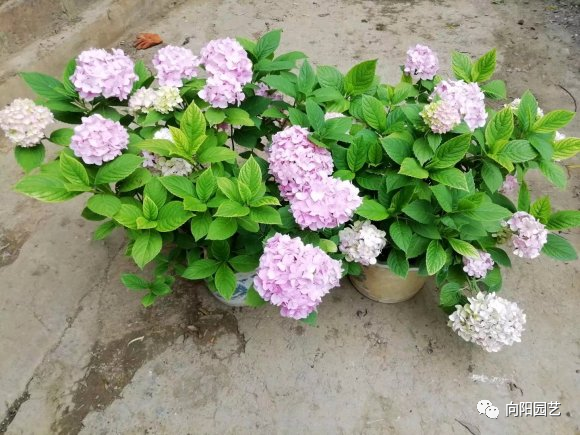 养绣球 选择 无尽夏 花瓣直径18公分 晒足太阳花开不停 腾讯新闻