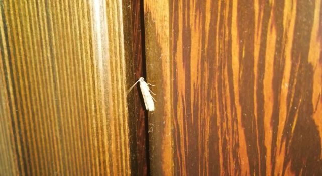 惊吓卧室墙壁沾着几个小毛团细看竟专家解释