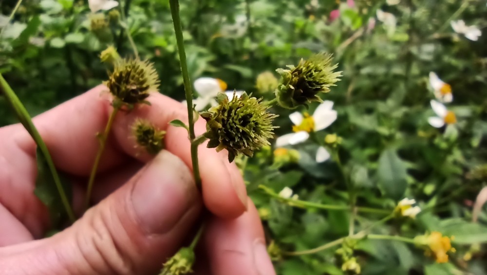 常用野生涼茶白花三葉鬼針草