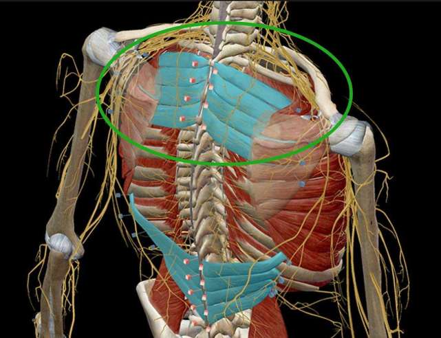 下后锯肌位置起点:第11和第12胸椎棘突和下两个或者三个腰椎棘突止点