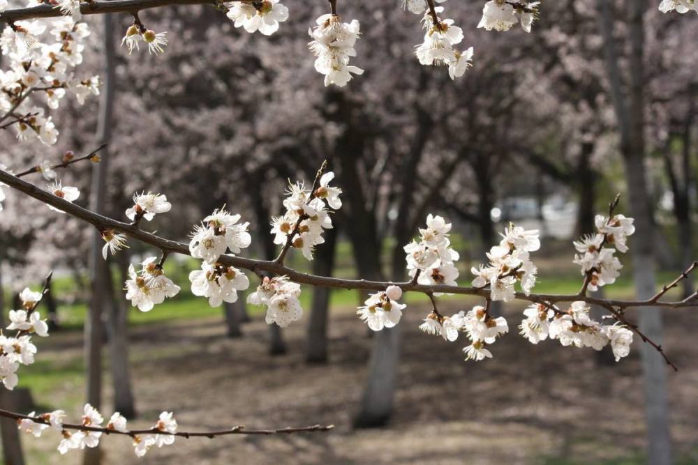 陆游|陆游这首经典的七言绝句，开篇两句略显平淡，最后一句深入人心