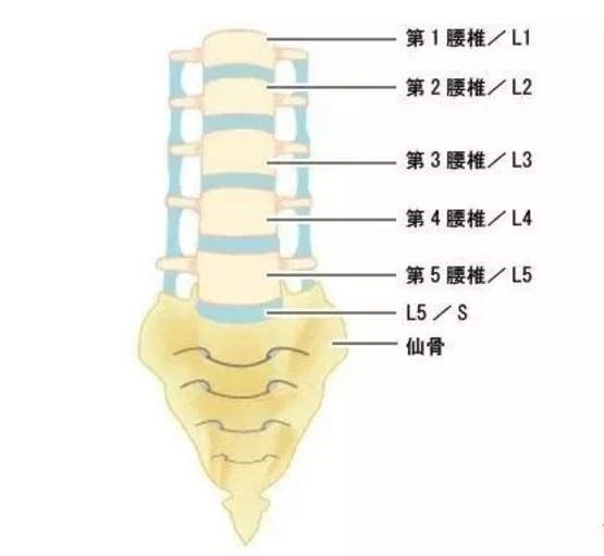 腰椎缩写 腾讯网