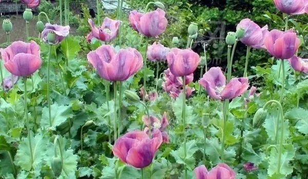 大烟葫芦不是菜种一棵也违法宁津已有多人被处罚