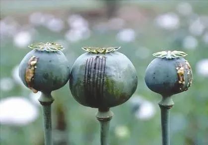 大烟葫芦不是菜种一棵也违法宁津已有多人被处罚