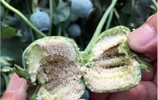 大烟葫芦不是菜种一棵也违法宁津已有多人被处罚