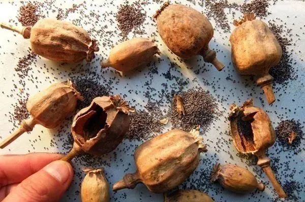 大烟葫芦不是菜种一棵也违法宁津已有多人被处罚