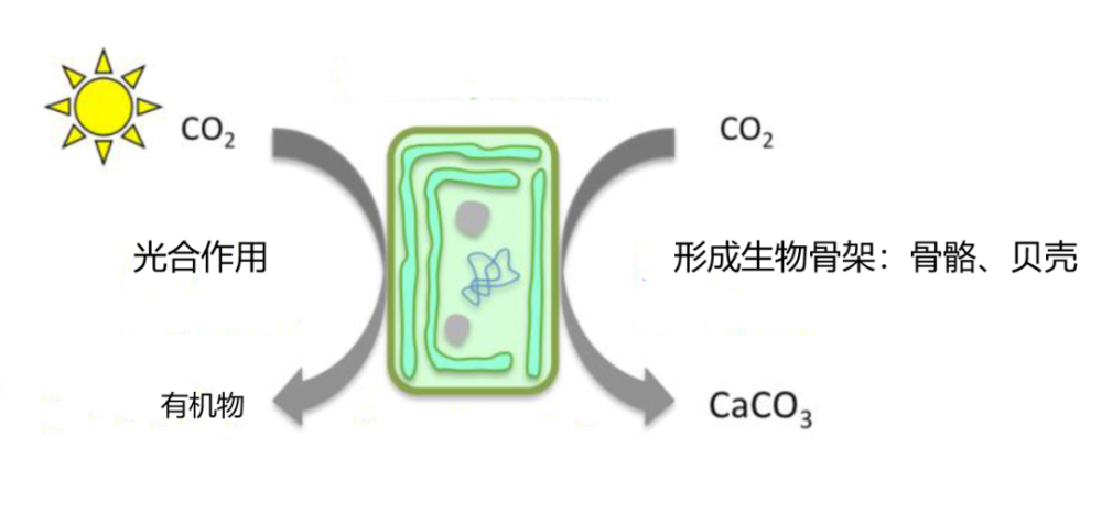 全球气候变化下 未来的我们将会与山火共生 我们要如何才能应对 腾讯新闻