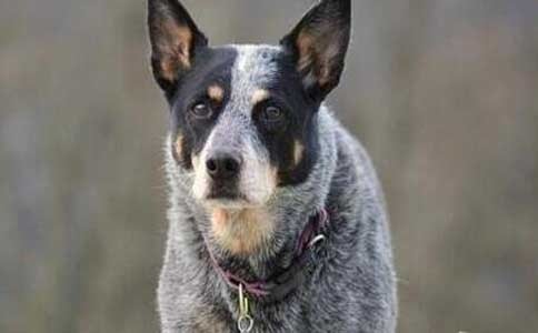 世界上寿命最长的狗 中国神犬藏獒平均寿命为年 澳大利亚牧牛犬 泰迪 博美犬 腊肠犬 藏獒