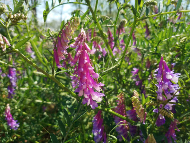 绿肥,野豌豆,马豆草,是一种好看又好吃的野生花草,云南很常见