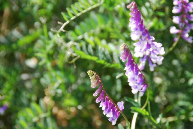 绿肥,野豌豆,马豆草,是一种好看又好吃的野生花草,云南很常见